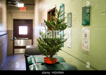 Ein armer, einsamer, ausrangierter Weihnachtsbaum wird auf Samstag, 31. Dezember 2016 im Bereich Abfall eines Mehrfamilienhauses in New York gesehen. Die Abt. Hygiene Mulchfest ist am Januar 7. und 8. in diesem Jahr, wo man Sie sehen kann, Baum in Mulch gemahlen wird. (© Richard B. Levine) Stockfoto