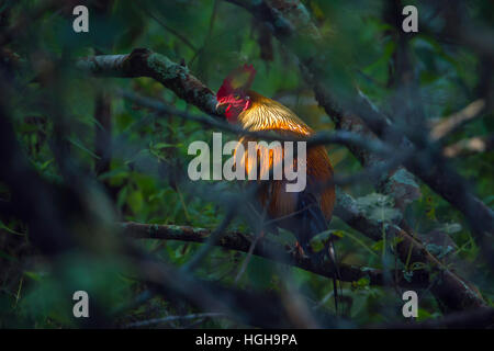 Sri Lanka Kammhuhnprojekte in Ella, Sri Lanka; Specie Gallus Lafayetii Familie Phasianidae Stockfoto