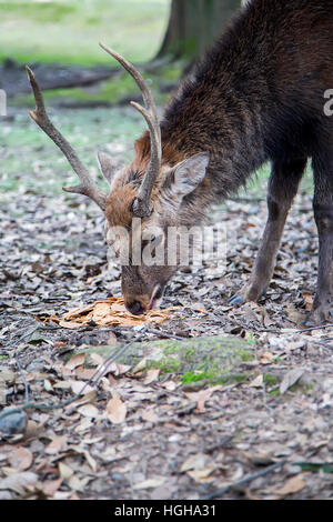 Nahaufnahme der Sika Hirsche in Nara-Park, Japan Stockfoto