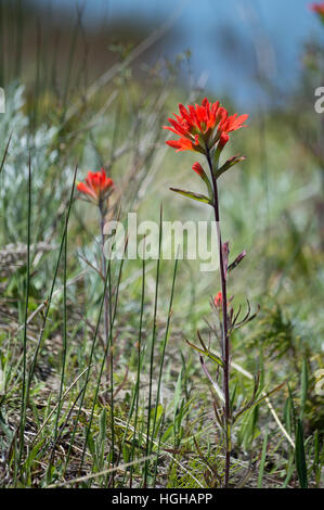 Zeitigen Frühjahr Scharlachrot Castilleja, Prärie Feuer, Blumen Dorcas Bay, Lake Huron.  Hintergrund liegt außerhalb des Fokus blass blauen Wasser und sandigen Dünen Lebensraum. Stockfoto