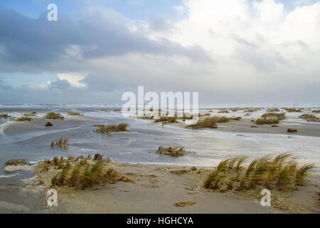 Quecken (Elytrigia Juncea) Sand und Strand Schaum bei Flut an einem stürmischen Tag auf einem überfluteten Strand Stockfoto