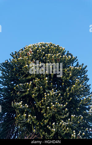 Schnee auf den Zweigen eines Affen puzzle Araucaria Aruacana Baum vor blauem Himmel, Vancouver, Britisch-Kolumbien, Kanada Stockfoto