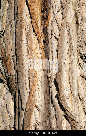 Nahaufnahme der tief zerfurchte Rinde der Robinie oder falsche Akazie Baum, Vancouver, Britisch-Kolumbien, Kanada Stockfoto