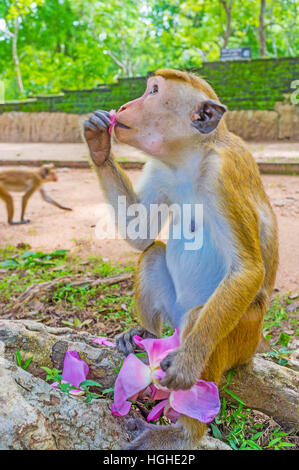 Die Haube Makaken isst das Blütenblatt rosa Lotusblüte, sitzen auf dem Baum Wurzeln, Anuradhapura, Sri Lanka. Stockfoto