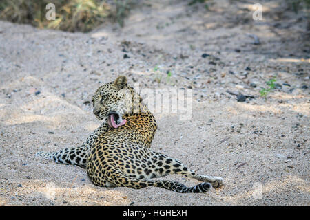 Leopard Pflege selbst im Kruger National Park, Südafrika. Stockfoto