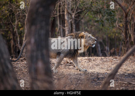 Asiatische Löwe (Panthera Leo Persica) an der Gir Forest, Gujarat, Indien. Stockfoto
