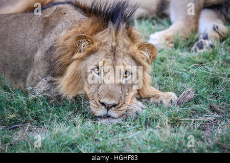 Männliche Löwen in den Hauptrollen in die Kamera im Kruger National Park, Südafrika. Stockfoto