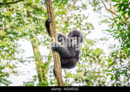 Baby Berggorillas spielen in einem Baum im Virunga Nationalpark, demokratische Republik Kongo. Stockfoto