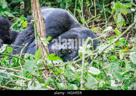 Berggorillas im Virunga Nationalpark, demokratische Republik Kongo schlafen. Stockfoto
