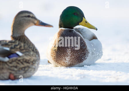 Paar Mallard Enten ruhen auf dem Schnee bedeckt zugefrorenen See Stockfoto