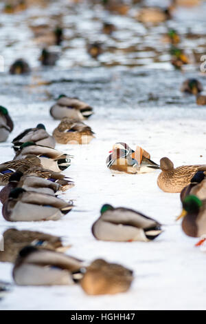 Einsame Mandarinenten in Gruppe von Mallard Enten ruhen auf dem zugefrorenen See in einem park Stockfoto