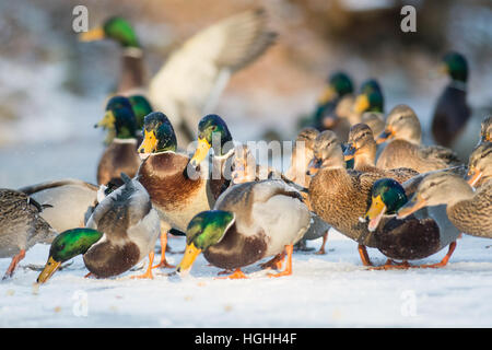 Stockente Enten gefüttert am Stadtpark im winter Stockfoto