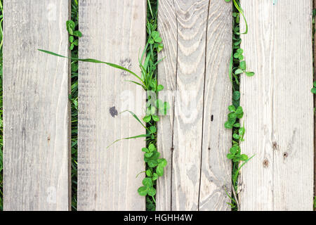 Grass und Klee Pflanzenbau sind durch graue Holzbohlen. St. Patricks Day background Stockfoto