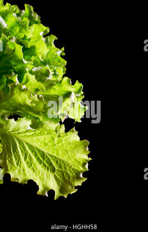 Frischer grüner Salat Salat Fragment auf schwarzem Hintergrund Stockfoto