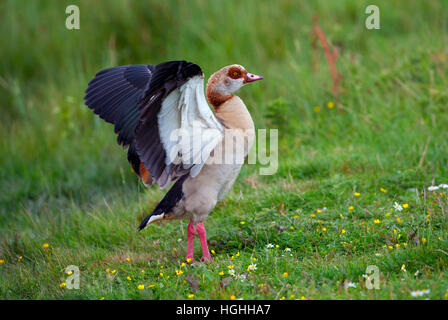 Nach Nilgans Alopochen aegyptiacus Flügel flattern Stockfoto