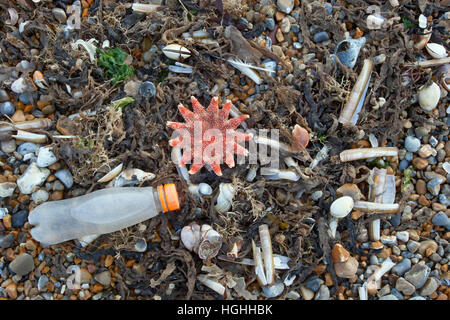 Gemeinsamen Sunstar auf Tideline Norfolk UK Winter Stockfoto