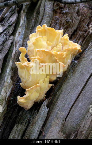 Laetiporus Sulphureus Halterung Pilz Europa Nordamerika Krabbe des Waldes Schwefel Polypore Schwefel Regal Huhn des Waldes Baumstämme undersurfa Stockfoto