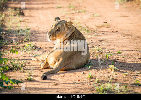 Weibliche Löwen Verlegung in die Straße im Kruger National Park, Südafrika. Stockfoto