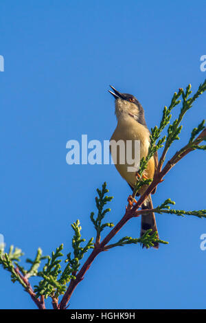 Grau-Breated Prinia isoliert im blauen Himmel; Specie Prinia Hodgsonii Familie von Cisticolidae Stockfoto