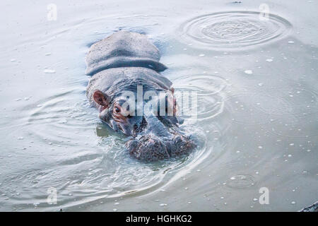 Nilpferd im Wasser in der Kruger National Park, Südafrika. Stockfoto