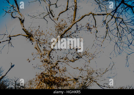 Baum-Muster mit digitaler manipulation Stockfoto