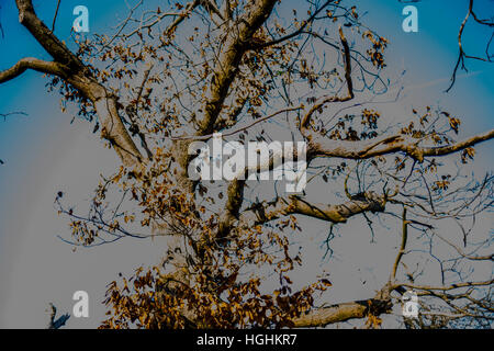 Baum-Muster mit digitaler manipulation Stockfoto