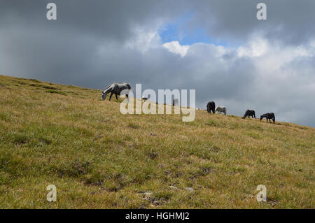 Pferd-Herde auf der Weide hoch auf einem Bergplateau Stockfoto