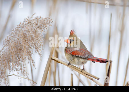 Eine weibliche nördlichen Kardinal thront auf einem Stick vor einem schneebedeckten Hintergrund. Stockfoto