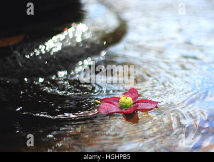 Rosa Blume mit Spritzwasser in Brunnen Wasser schweben. Stockfoto