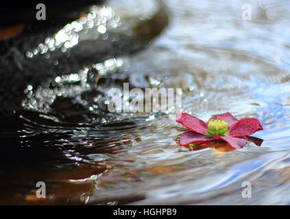 Rosa Blume im Brunnen Wasser mit Wellen von Wassertropfen. Stockfoto