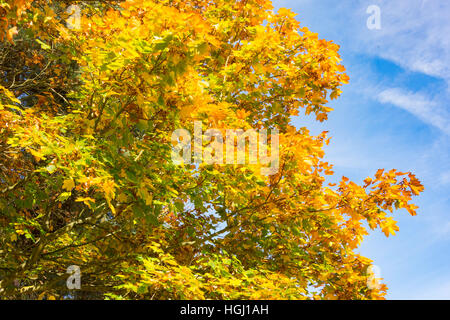 Herbstfarben im Foxhills & Clubresort, Stonehill Road, Ottershaw, Surrey, England, Vereinigtes Königreich Stockfoto