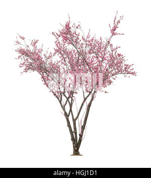 schöne Blüte rosa Baum isoliert auf weißem Hintergrund Stockfoto