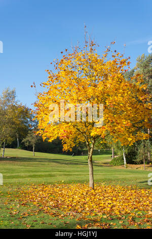 Herbstfarben im Foxhills & Clubresort, Stonehill Road, Ottershaw, Surrey, England, Vereinigtes Königreich Stockfoto