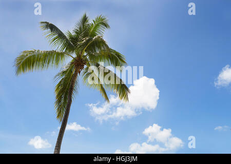 Palme vor einem blauen Himmel Stockfoto