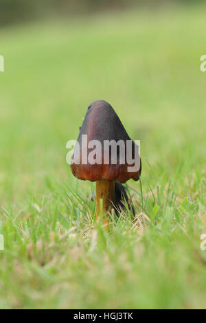 Schwärzung Waxcap (Hygrocybe Conica) unbebauten Gras der Wiese im Garten Stockfoto