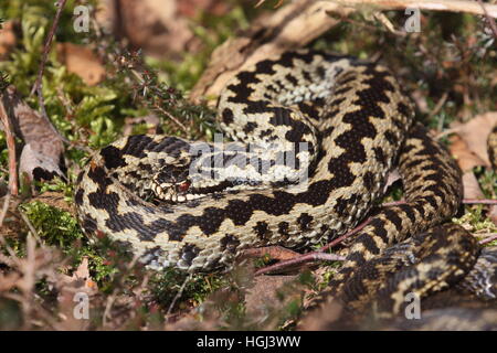 Männlichen europäischen Adder aufgerollt, auf der Heide Stockfoto