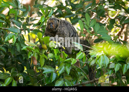 Eine weibliche White-faced Saki Affen an ein Blätterdach im Amazonas Stockfoto