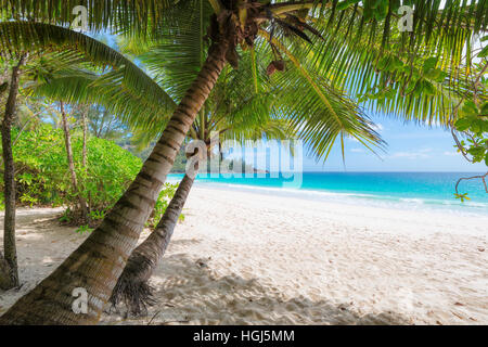 Grüne Palmen am weißen Sandstrand. Stockfoto