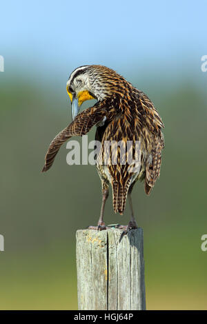 Östlichen Meadowlark, Sturnella Magna. Erwachsene Männchen putzen während thront auf einem Zaunpfahl Stockfoto