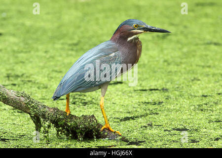 Grün Reiher Butorides Virescens Angeln von schwimmenden Filiale in einem Bachlauf Algen bedeckt im Kreis B Bar Naturreservat Florida Stockfoto