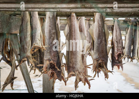 Getrockneten Lachs Hunging im Trockner, Norwegen Stockfoto