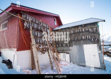 Getrockneten Lachs Hunging im Trockner, Norwegen Stockfoto