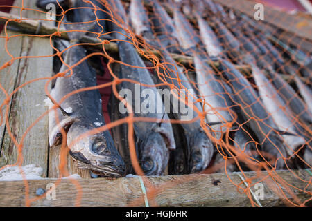 Getrockneten Lachs Hunging im Trockner, Norwegen Stockfoto