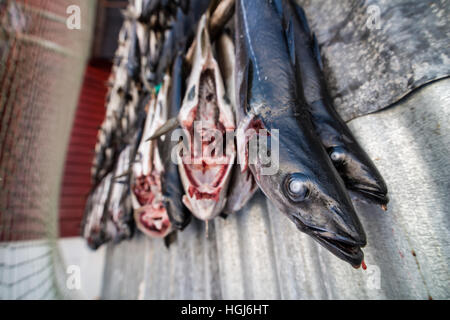 Getrockneten Lachs Hunging im Trockner, Norwegen Stockfoto