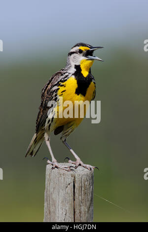 Östlichen Meadowlark, Sturnella Magna. Erwachsene männliche Vogel sitzend auf einem Zaunpfahl Stockfoto