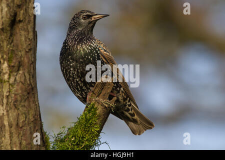 Gemeinsamen Starling (Sturnus Vulgaris) thront auf Zweig Stockfoto