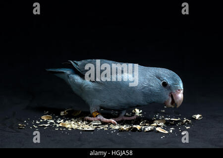 Forpus Vogel Essen Sonnenblume Samen in schwarzem Hintergrund Stockfoto