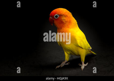 Doppelte gelbe Lovebird, Vogel im schwarzen Hintergrund Stockfoto