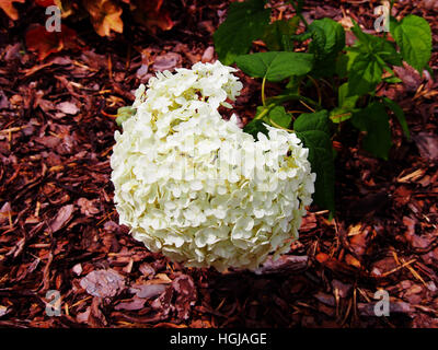 Hydrangea Arborescens 'Anabelle"(glatte Hortensie, wild Hortensie, Sevenbark) Stockfoto