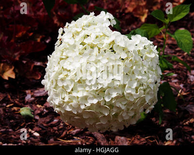 Hydrangea Arborescens 'Anabelle"(glatte Hortensie, wild Hortensie, Sevenbark) Stockfoto